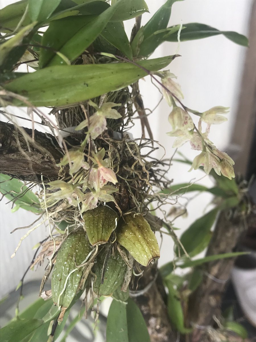 AR2ROTOTO's tweet photo. Clowesia rosea #OrquídeasMexicanas #NaturalSetting. #CordobaV #Orchids https://t.co/7pWqSwEaXh