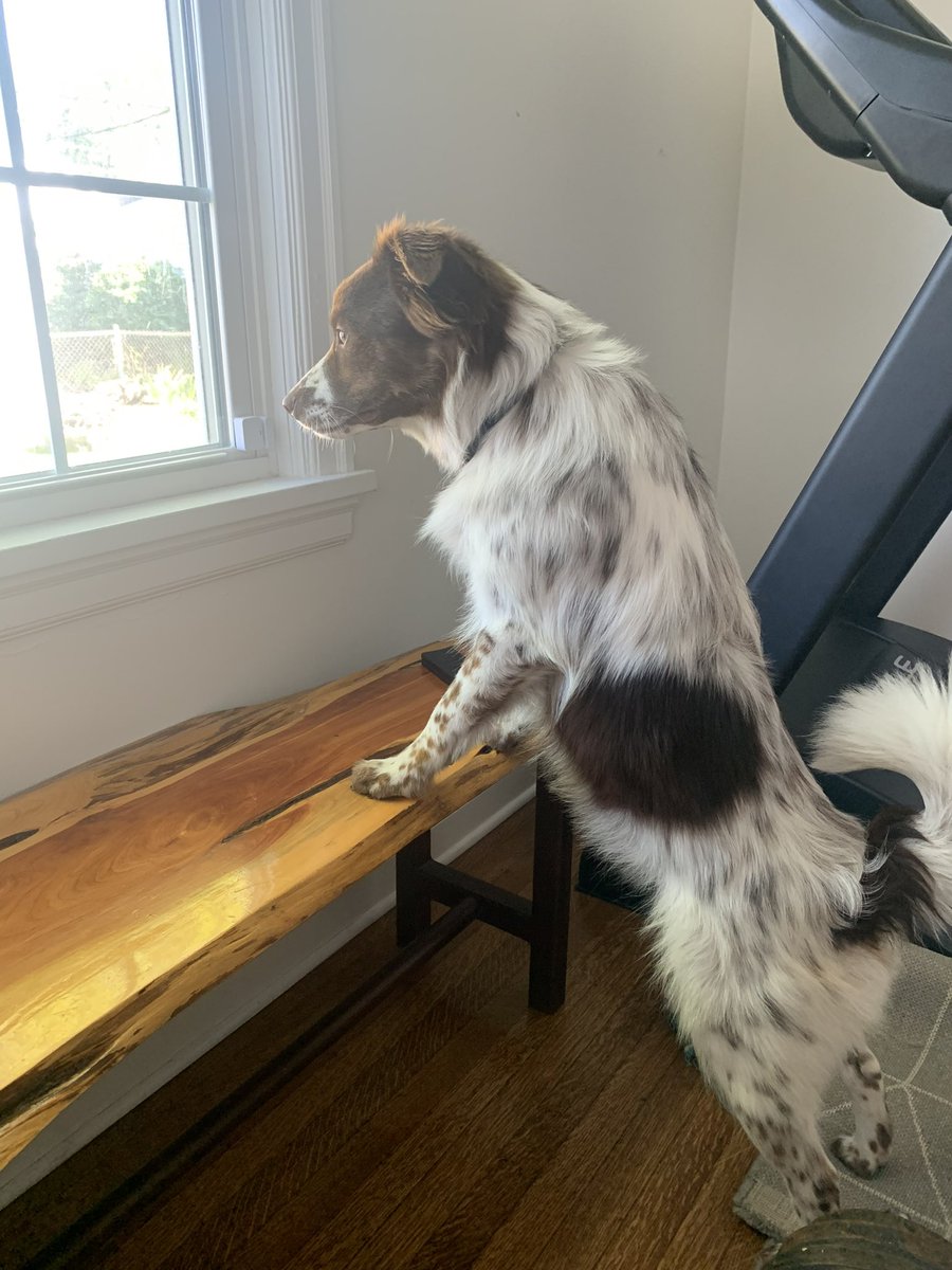 ArikaHerron's tweet photo. 🚨Indy friends: missing dog!🚨
This is Franklin. He’s been been in the Irvington area since last Friday. Went missing around 10th and Ritter. Has been seen several times in Arlington/Emerson/Brookville/21st square area.   

Please share/retweet and keep an eye out! https://t.co/TpObJ29Ksm