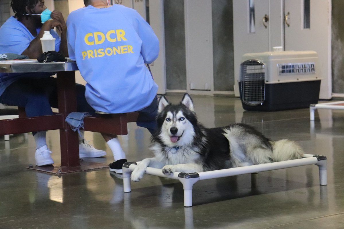 Marley's Mutts Dog Rescue tweet media