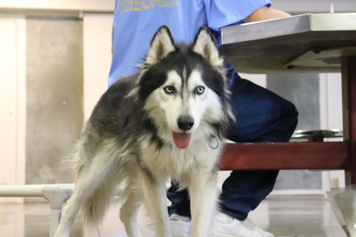 Marley's Mutts Dog Rescue tweet media