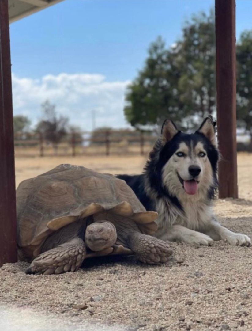 Marley's Mutts Dog Rescue tweet media