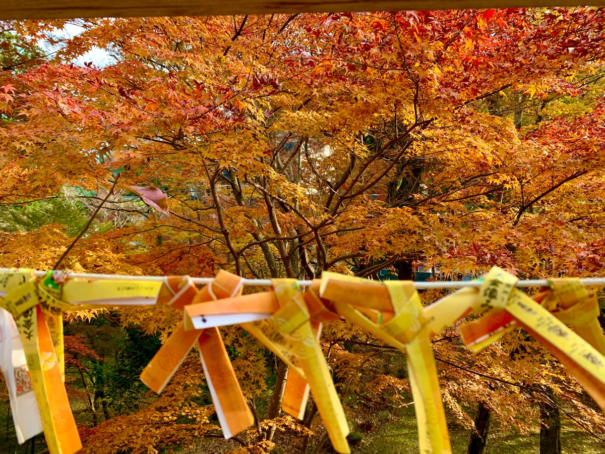I went to Tanzan-shrine. Now is the best time to see the autumn leaves.