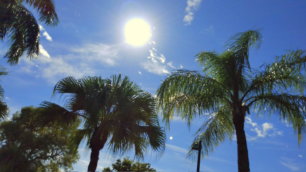 JorgeGNYCMIA's tweet photo. @JorgeG179 #Miami #Sky #Sunshine #Clouds #Palmtrees #photo #photodaily #photoftheday #photograph #photographer #photography #photooftheweek #photostudio #skyphotography #sunrays #sunflares #lensflares #SunshineOneMorning https://t.co/8hnLKJFGwr