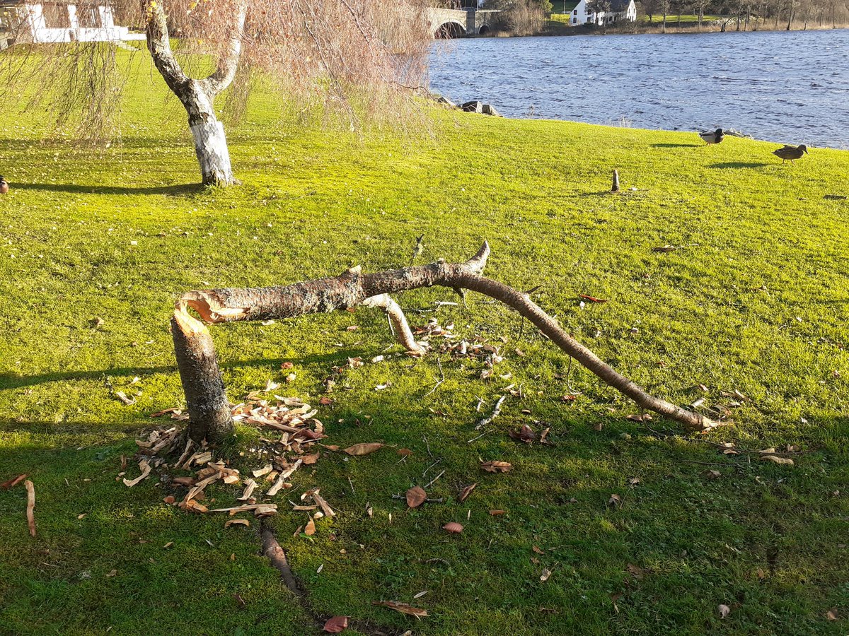 David Carlin (@davidca51476487) on Twitter photo Protecting our trees from the local wildlife...beavers have reached Kenmore! #kenmoreclub #protectourtrees <a href="/MikeGracie1/">Mike Gracie</a> <a href="/AlexaMoran123/">Alexa Moran</a> Protecting our trees from the local wildlife...beavers have reached Kenmore! #kenmoreclub #protectourtrees <a href="/MikeGracie1/">Mike Gracie</a> <a href="/AlexaMoran123/">Alexa Moran</a>