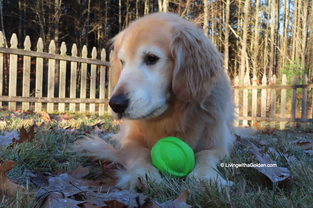 MaineGolden's tweet photo. Mom, you missed a few leaves when raking the other day... #FallChores #SaturdayMotivation ๐๐๐๐ https://t.co/QMy5inmvGj