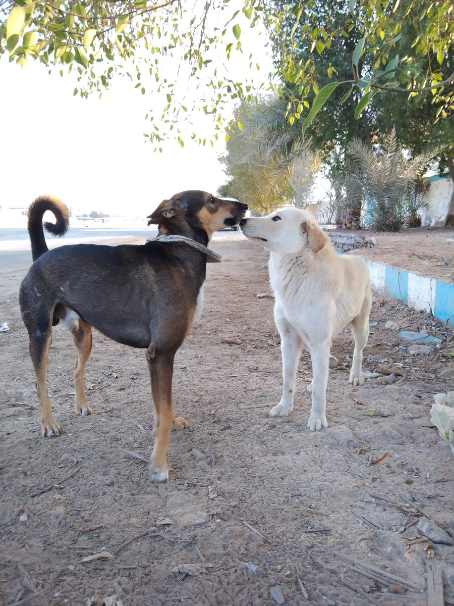 We're developing all inclusive teacher resources to educate others about animal rights and solutions. #bethechange #AWAD