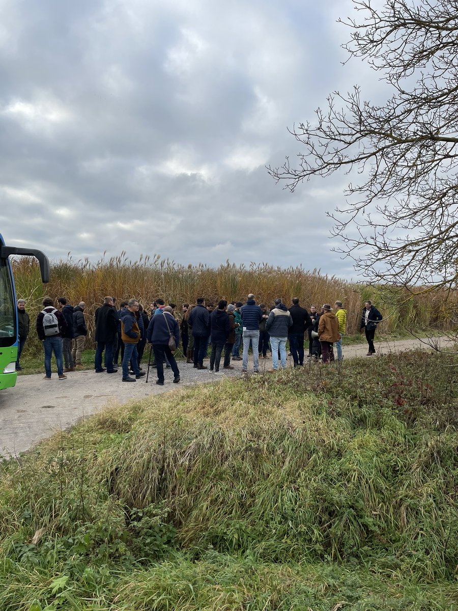 dads_farm's tweet photo. During the #THREE C Conference at Baden-Baden, we saw how polluted land now harvests Myscanthis #elephantgrass to be an efficient source of biomass #circulareconomy #netcarbonzero2050 #sustainability 💚 https://t.co/ApXnB9Rfsj