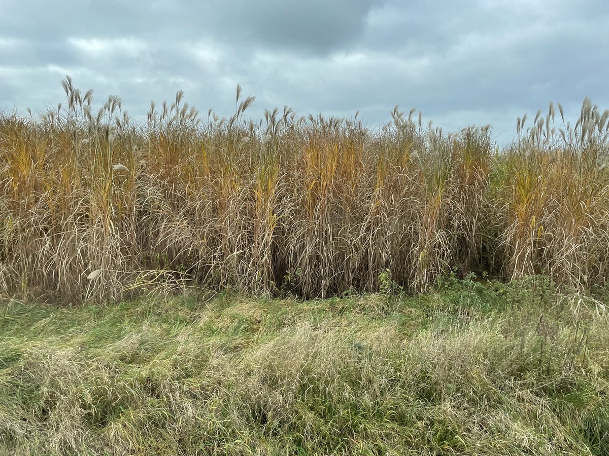 dads_farm's tweet photo. During the #THREE C Conference at Baden-Baden, we saw how polluted land now harvests Myscanthis #elephantgrass to be an efficient source of biomass #circulareconomy #netcarbonzero2050 #sustainability 💚 https://t.co/ApXnB9Rfsj