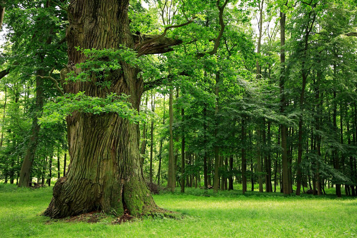 UNECE's tweet photo. What does the #futureofforests look likeโ What is certain is that forests ๐ณface many challenges & require the right balance to provide their full contribution to #climatechange mitigation.
Don't miss expert discussions on this & other topics on 22 Nov ๐https://t.co/5D7sFrwGx1 https://t.co/3RZnJnqIOL