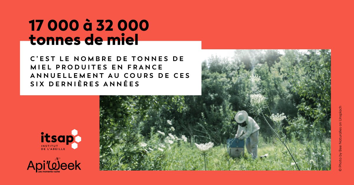 ITSAPinstitut's tweet image. L&apos;#Apiweek avec #interapi: saviez-vous que ces 6 dernières années, la production française de miel a fluctué entre 17 000 tonnes (2016) et 32 000 tonnes (2020)? Toutes les infos ici: blog-itsap.fr/marche-francai…. Les données de 2020, autour de 32 000 tonnes, seront disponibles bientôt