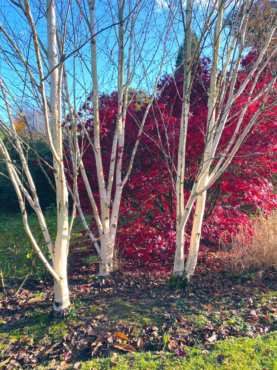 CreativeGardens's tweet photo. Do you peel the old bark on Birch trees 🌳 to expose it’s beautiful white fresh bark? So stunning against the deep red Acer 🍁 backdrop 😀 #treesinthegarden #colour #autumnleaves https://t.co/YiItvoplPA