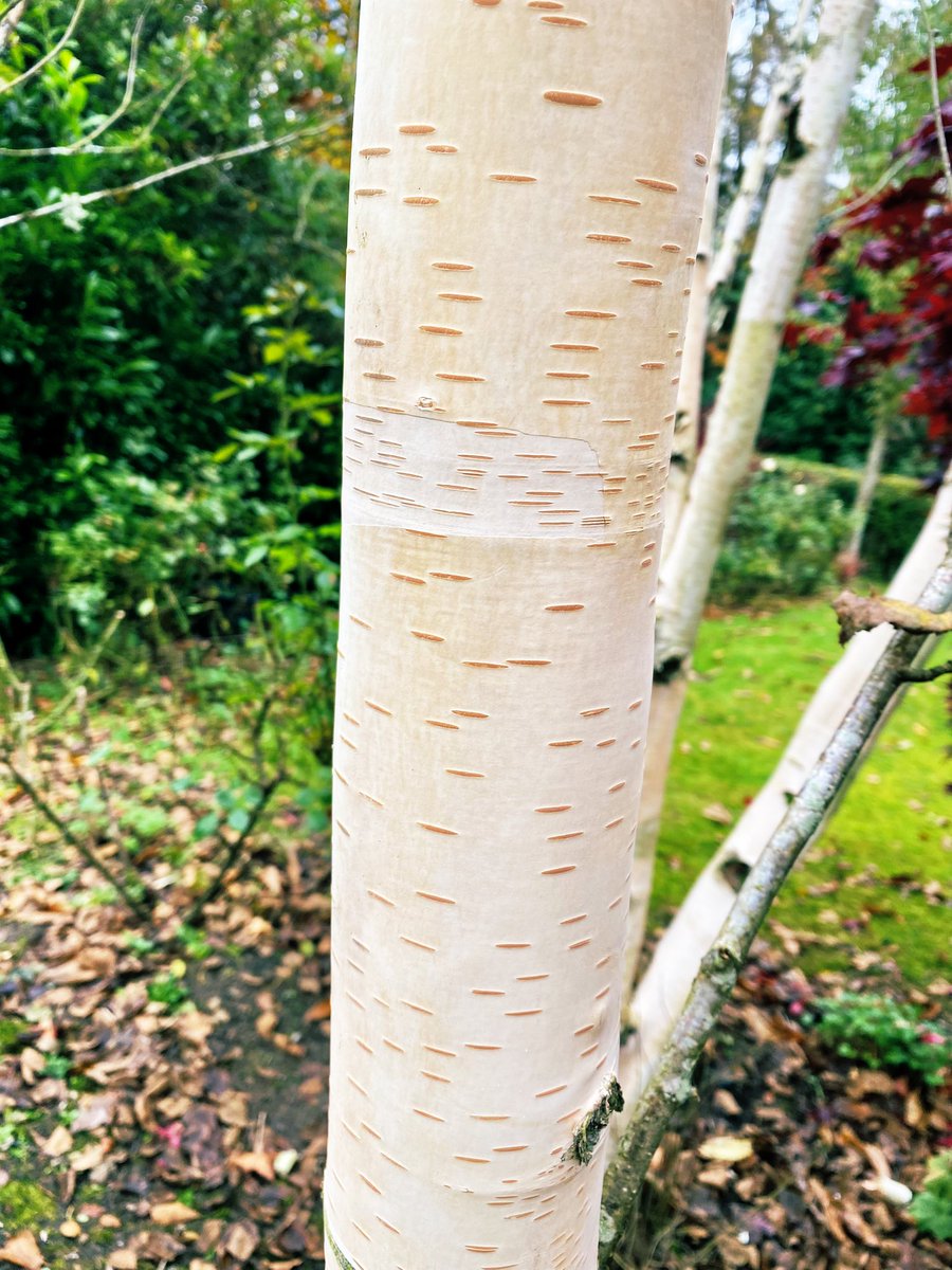 CreativeGardens's tweet photo. Do you peel the old bark on Birch trees 🌳 to expose it’s beautiful white fresh bark? So stunning against the deep red Acer 🍁 backdrop 😀 #treesinthegarden #colour #autumnleaves https://t.co/YiItvoplPA