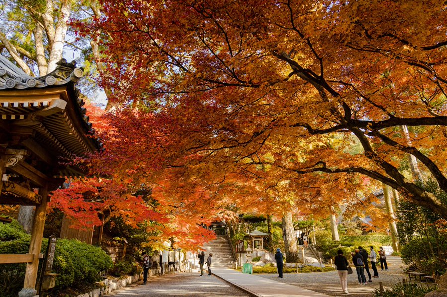 大興善寺の紅葉まつりの21年見頃やライトアップは アクセスや駐車場は そらいろ 日本が魅せる多彩な表情