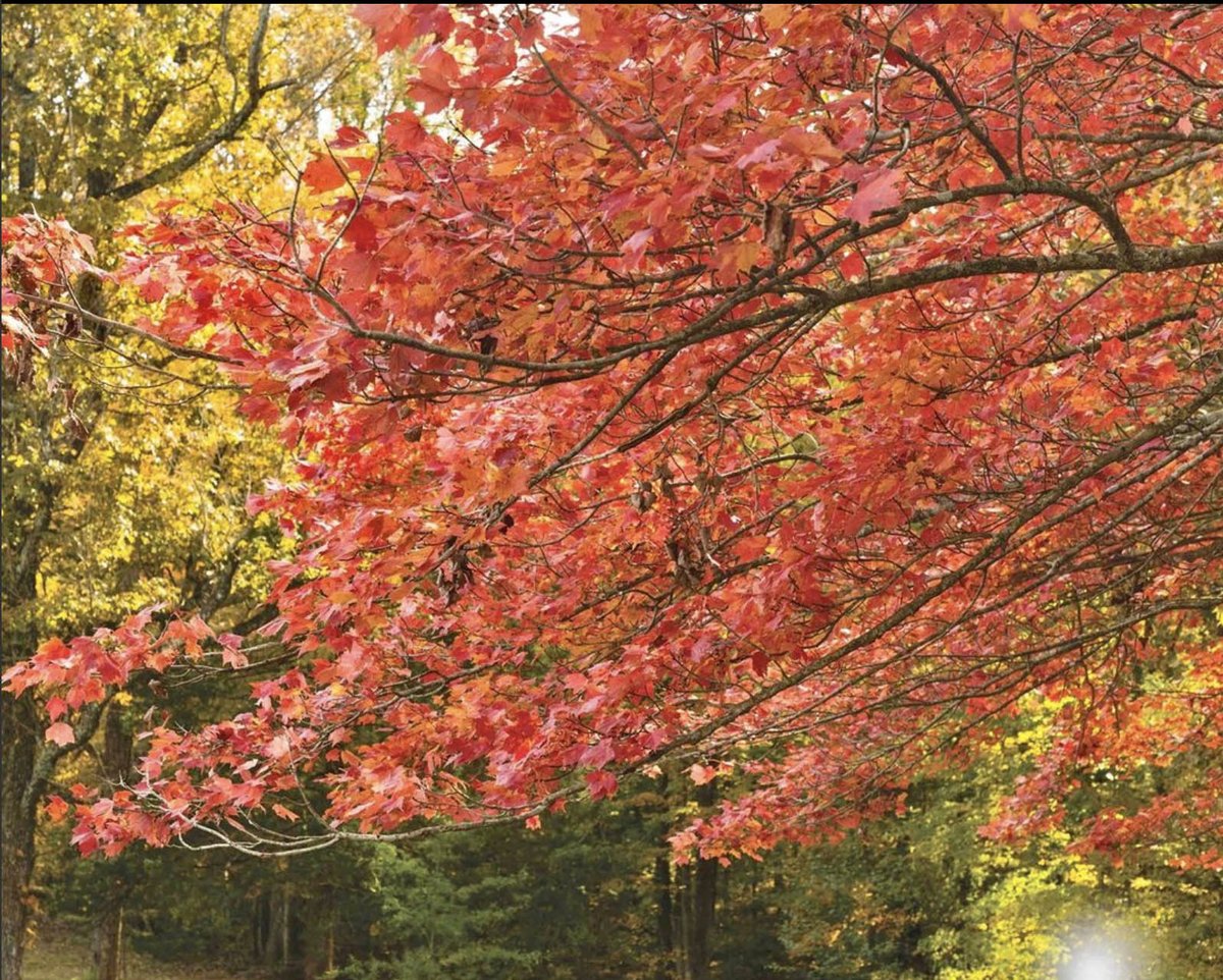 SouthernLadyMag's tweet photo. “Life starts all over again when it gets crisp in the fall.” —F. Scott Fitzgerald
#southernladymag #FScottFitzgerald #quotes #morning #changingleaves #fallleaves #fallcolors #crispmornings #prettyquotes #fallquotes https://t.co/tbagHeuQDS