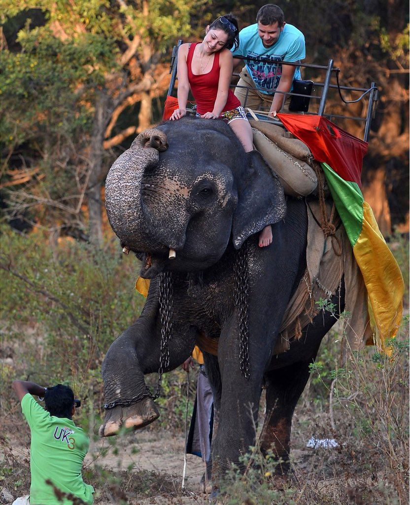 TrophyXpose's tweet image. If you think this is fun &amp;amp; the elephant is fine, why is the poor creature wearing chains? Every time you participate in elephant tourism, from riding one, swimming with them, paying to touch them, etc, you’re supporting brutality &amp;amp; slavery!
🙏🏼RT
#BeAnEthicalTourist