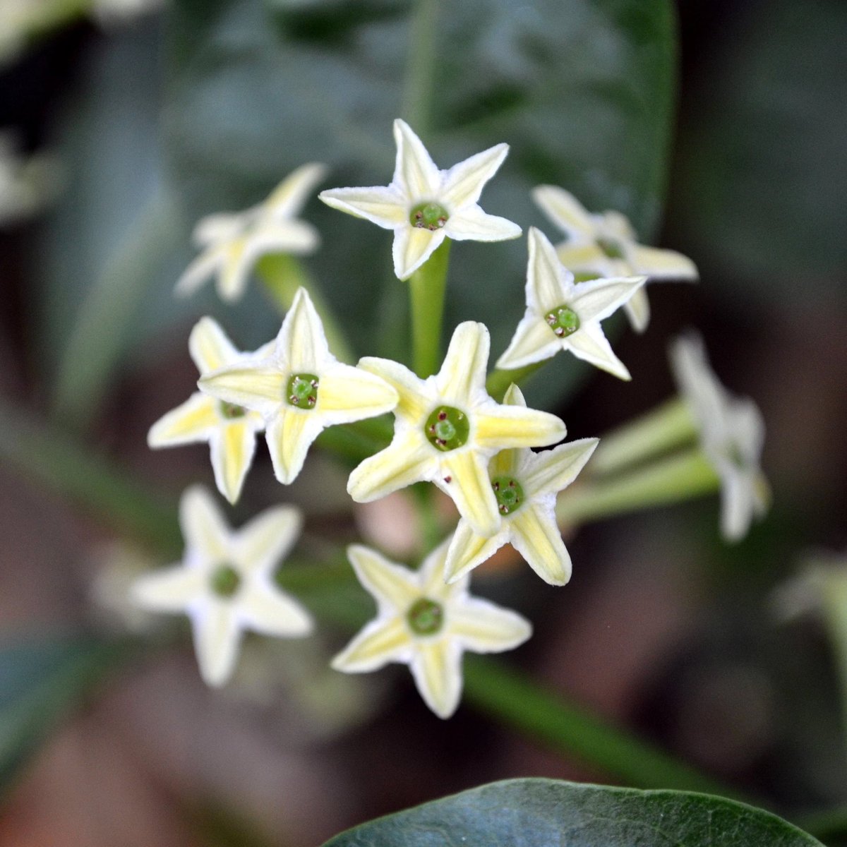 jesse_jett's tweet photo. 1.
~Night-blooming Jasmine~
#TheComingOfSpring https://t.co/XaBqoUUUV3