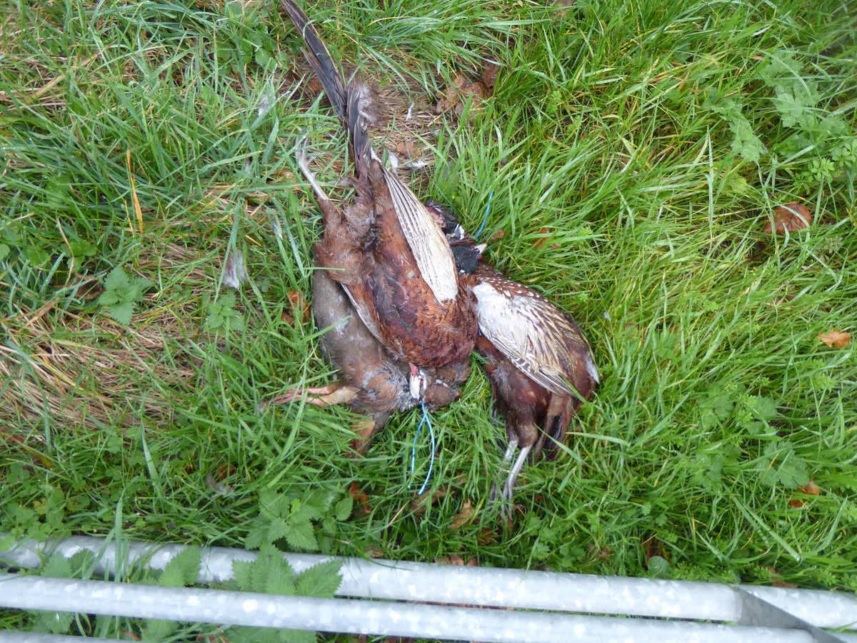 akers_pete's tweet photo. The guardians of the countryside have been busy. The shooting community claim that gamebirds are shot for food. These birds are a small example exposing the lie....killed for fun and then dumped next to a lay-by at Sutton Bingham Reservoir https://t.co/7qGT1VRt6L