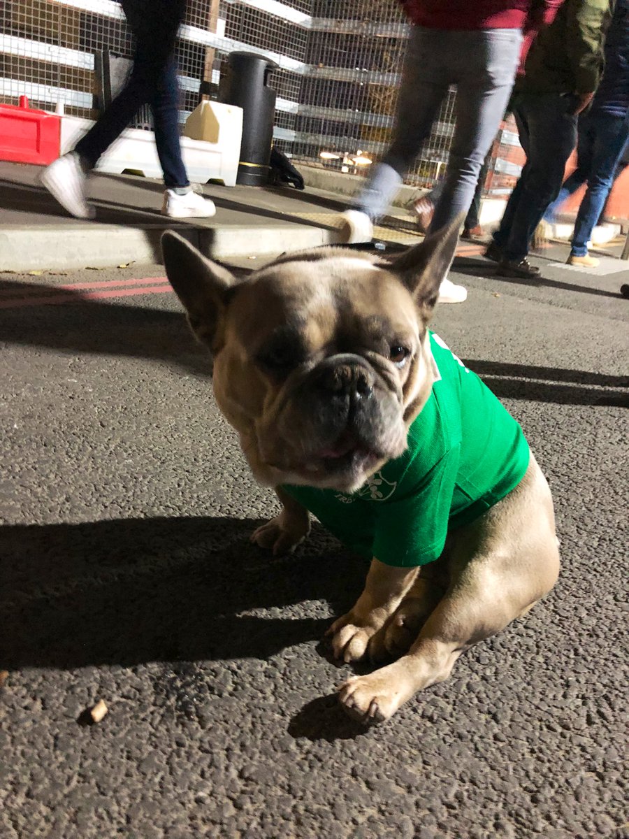 vildeeiril's tweet photo. @sleepykkoya @bondibee Look at this dog. Mellow and wrinkly https://t.co/Vbf9I4gAFJ
