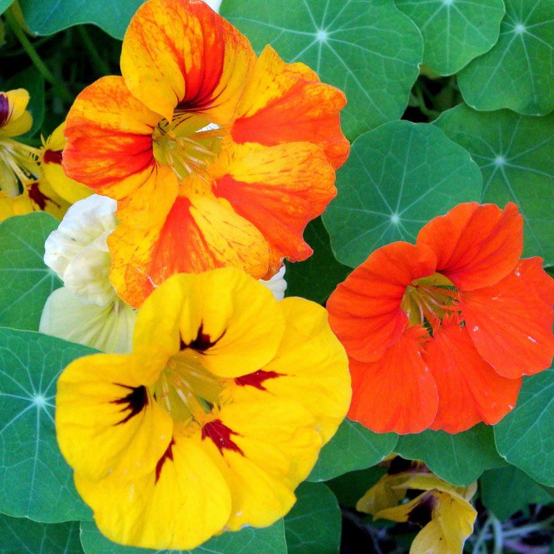 jesse_jett's tweet photo. 2.
~Nasturtium~
#TheComingOfSpring https://t.co/o1WJqCiyJy