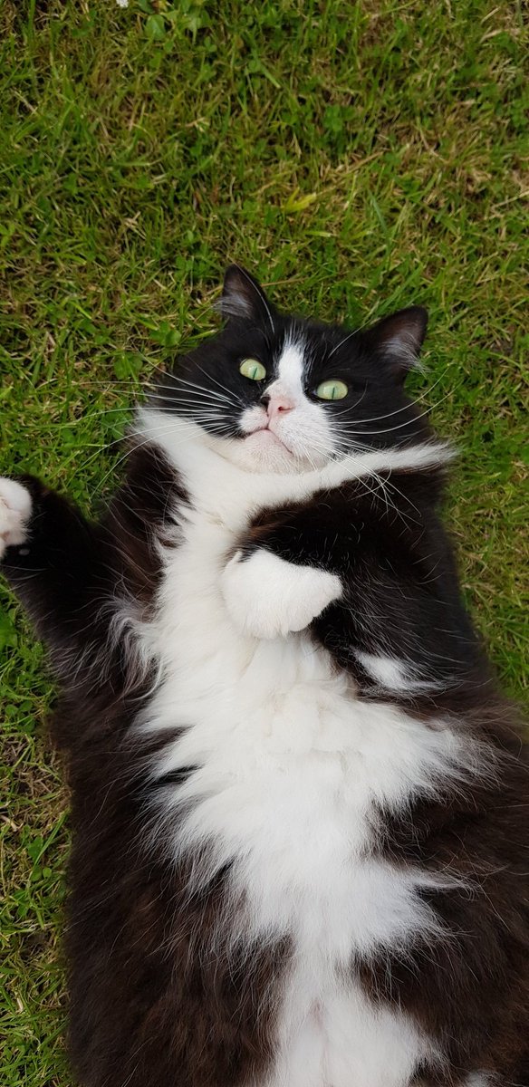 avocadochrissy's tweet photo. @iCatCare 😻😻 irresistible tummy fluffs https://t.co/fOw2g0IXNe
