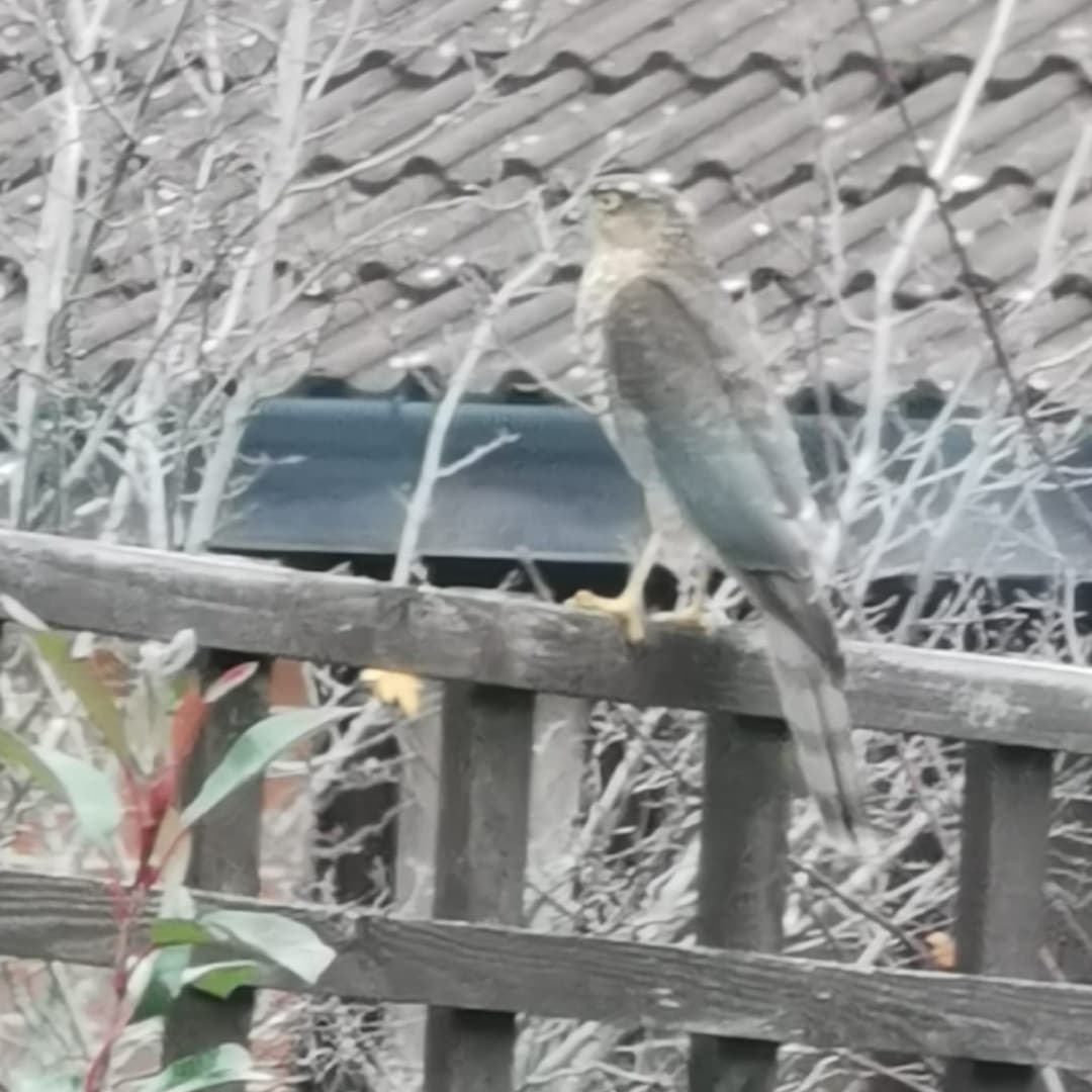 DaveMckeller's tweet photo. So whilst trying to sort out me Campervan, This little flew straight into the bush for the Sparrows, After a few turns in and out he came out empty handed! https://t.co/weEeWgqfDn