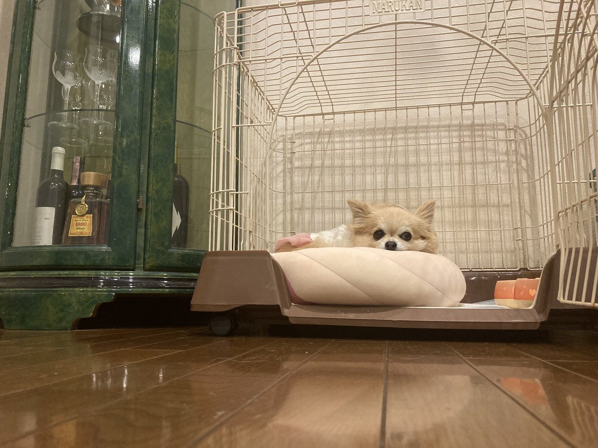 doggy_style_sss's tweet photo. しあわせ https://t.co/FE19g2UfJM