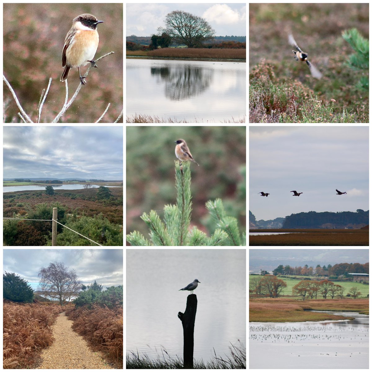 mariatkemp's tweet photo. Beautiful walk around @RSPBArne this morning. Really peaceful and always very beautiful. Such a special place. https://t.co/UB7AYALfUj