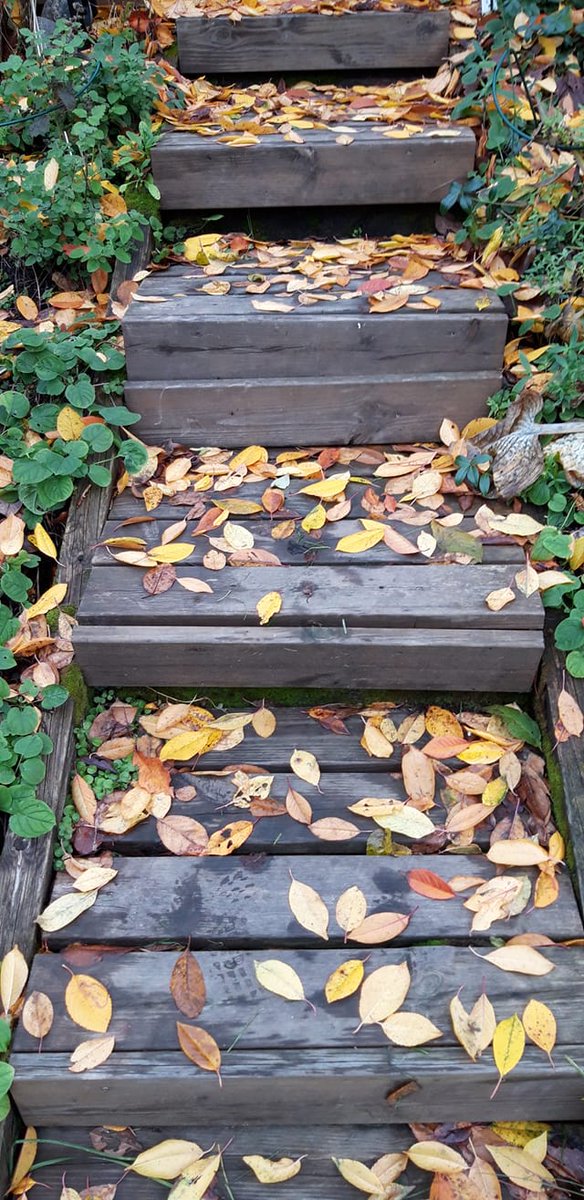 vipu_ry's tweet photo. Tervetuloa VIPUn ja Ruokaviraston yhteiseen kasvinterveyteen liittyvään webinaariin ti 23.11. 2021 klo 15-16! Teams-kutsu webinaariin on lähetetty jäsenpostin liitteenä. #kasvipassi #ruokavirasto #vipuope #tietoiskuwebinaari https://t.co/zr9tF3HGB5