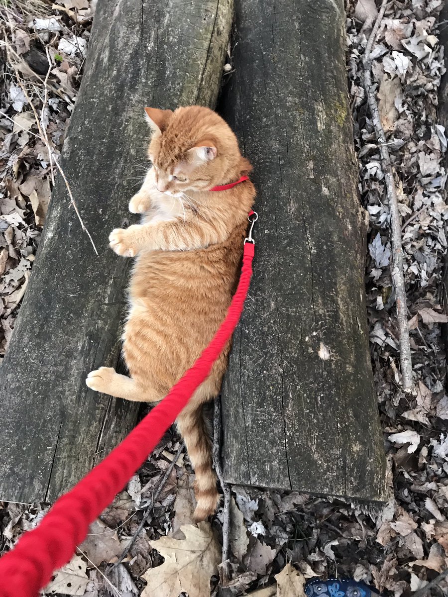 Happy #Caturday from Thomas. Watching the bird feeders from his favorite vantage point. #CatsOfTwitter #Novempurr