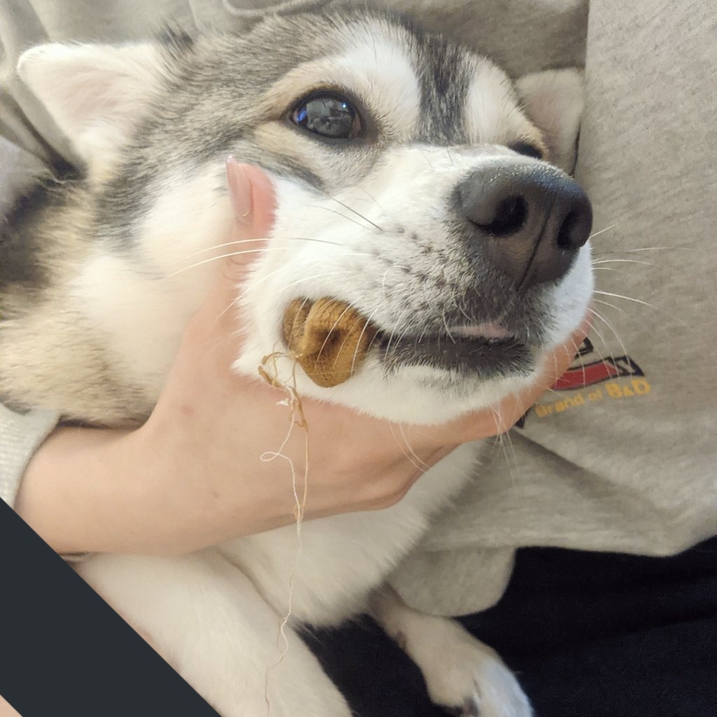 ルチー 椅子の靴下を強奪し逃走するもあえなく捕獲された犬 反省の色を見せるも盗品は絶対に離さない模様 T Co Odstbmqm4v Twitter