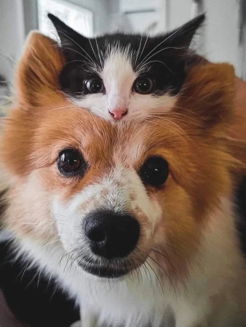 NecesitoUnPerro's tweet photo. https://t.co/tD1hetVNwq