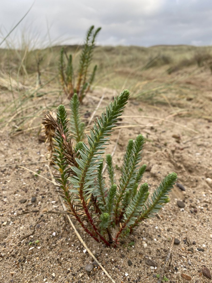 Juggling_Words's tweet photo. Coastal walk just outside of the city. #CardiffRegion #Nature #WinterVibe https://t.co/BvEPUE1fGL