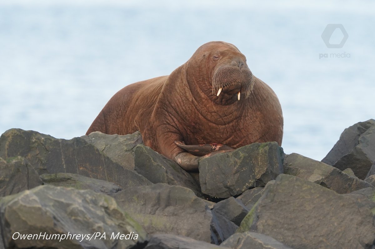 seal_rescue's tweet photo. #WalrusWatch A familiar walrus wonderer has appeared! Wanda, who is also affectionately known as Freya in the Netherlands has ventured to Seahouses, Northumberland in the UK.
Picture @owenhumphreys1 / Northumberland (1/6) https://t.co/68fnzlaSJM