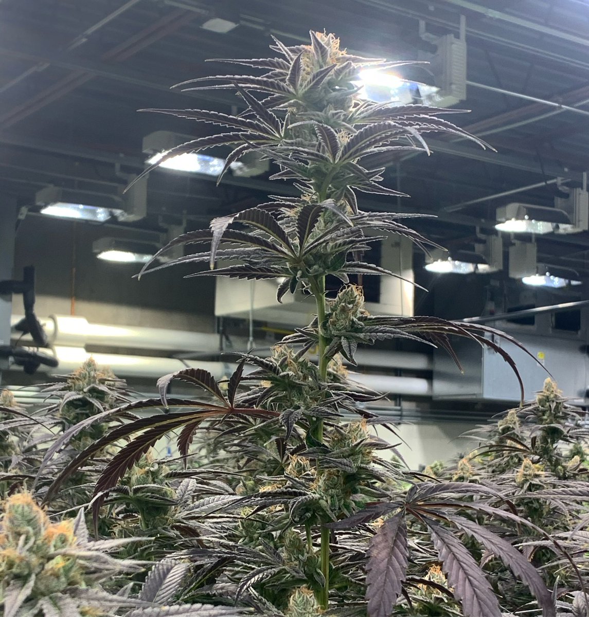 RareDankness's tweet photo. #saturdayflashback …. Just trying to reach those lights.  #raredankness #dankness #wedodank #wheredoyouskunk #seeds #flowers #plants #seedlife #growyourown #getyourgrowon 🦨🦨 #luvmuffin  grown with @RaredanknessN https://t.co/FLuU731PDZ