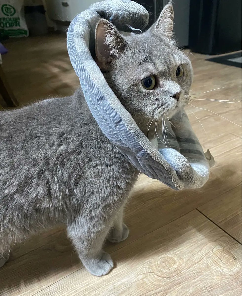 POCKETDOLS UPDATE #UIN

The end of the day is Rey!🤍