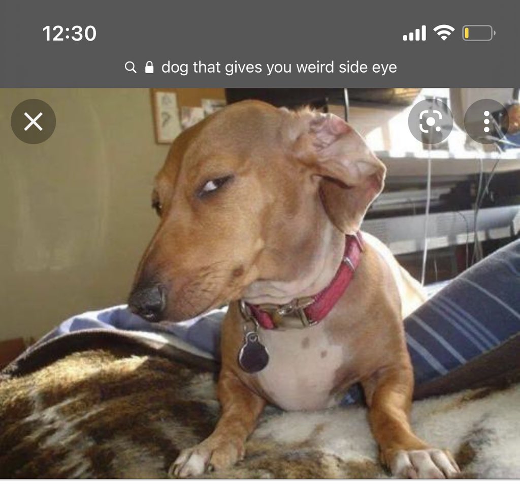 Dog Memes A Silly Dog Side Eye Dog Meme Funny Dog Giving Side Eye Throw UK  Ubuy, image size:1024x954