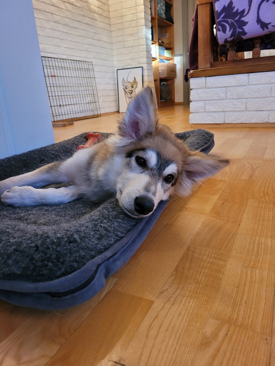 Mathild87572381's tweet photo. @bunsenbernerbmd This is my alaska husky puppy Naya. She is 4 months old and ready for the world https://t.co/7Pw2wguh8p