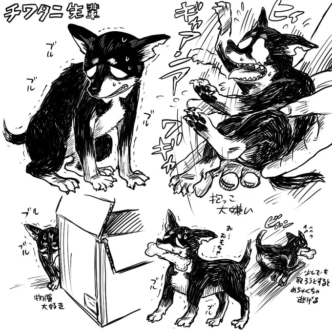 前に描いたチワワも楽しかったしパイセンを動物化するの楽しいね 