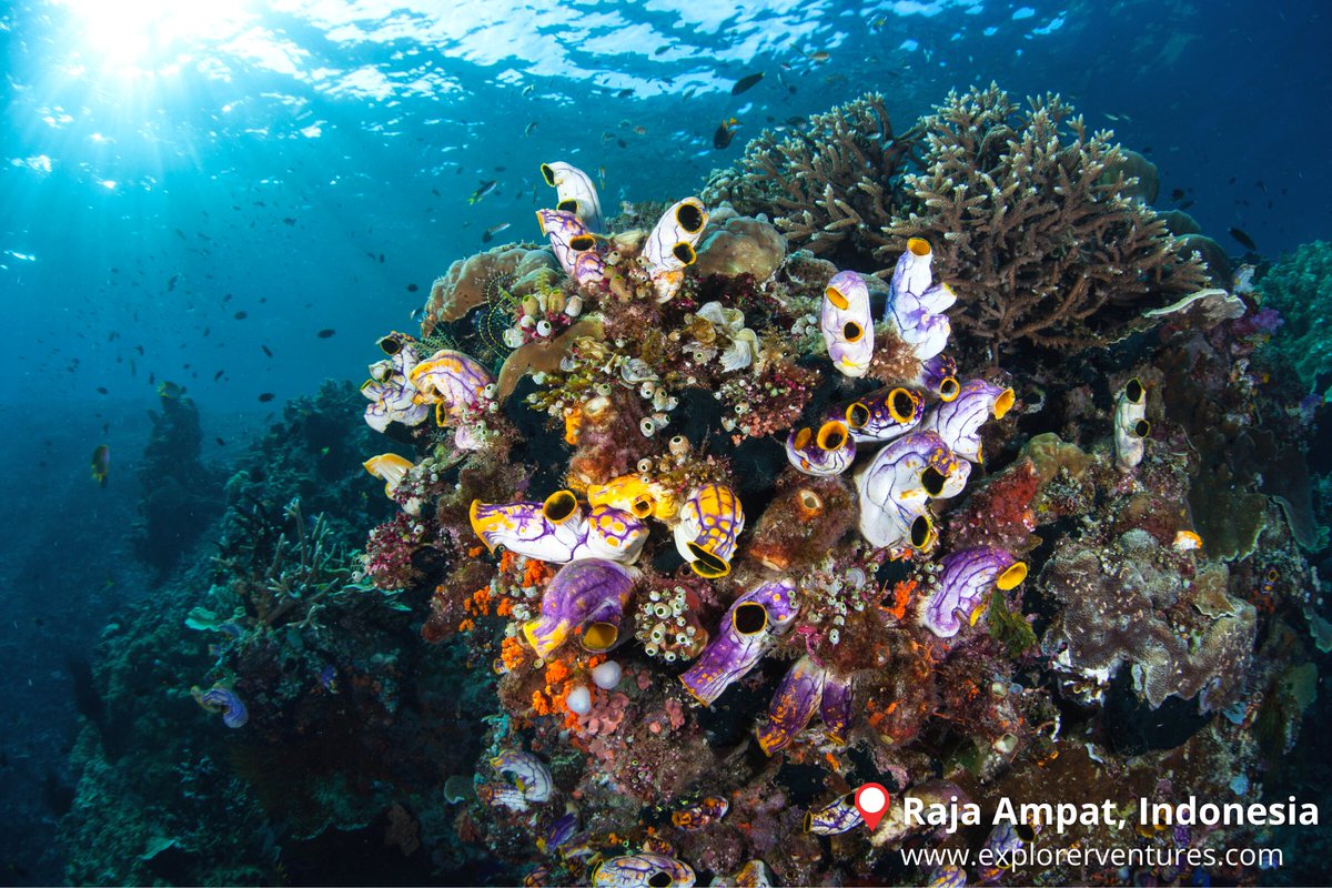 ExplorerVenture's tweet photo. ⚓Liveboards Blue Manta Explorer & White Manta Explorer
#underwaterworld #underwater #liveaboard #reef #scubadivinglife #scubalove #scubagram #instascuba #dive #liveaboard #nature #indonesia #rajaampat #reef https://t.co/hX8EMcbYTS