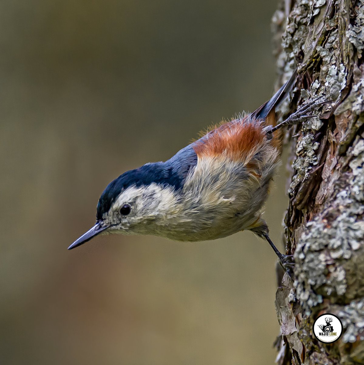 White-cheeked Nuthatch

#birds #birdphotography #wildlifephotography #kashmir #NaturePhotography
