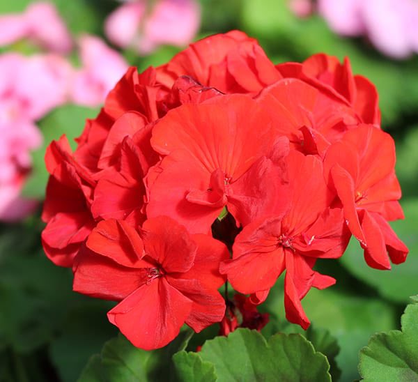 jesse_jett's tweet photo. 4.
~Geranium~
#TheComingOfSpring https://t.co/yHHeJvV1Yi