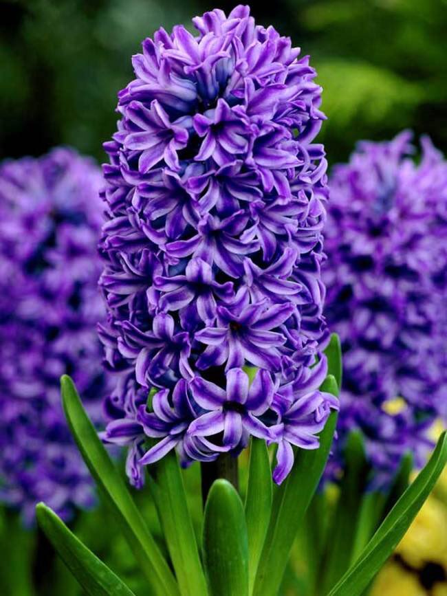 jesse_jett's tweet photo. 5.
~Hyacinth~
#TheComingOfSpring https://t.co/fgbZElY2Nz