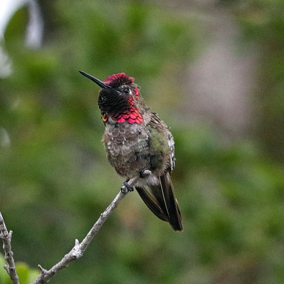 Rise and shine        #ThingsOutside 
#TwitterNatureCommunity #hummingbird #birdphotography #BirdsSeenIn2021 #birds #NaturePhotography #nature #PhotoOfTheDay