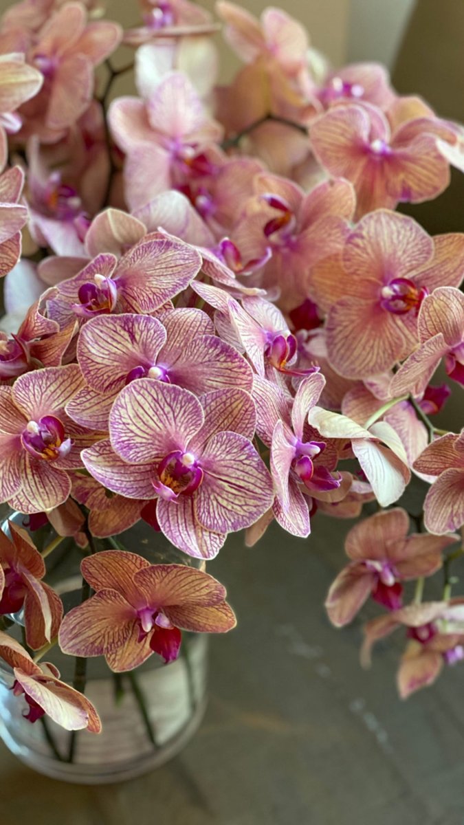 Saturday morning vibes.... #goldentreasureorchids #phalaenopsis #orchidsofinstagram #orchids #morninglight #golden #flowerportrait #iphonephotographer #flowershoplife #simplepleasures #fortheloveofflowers