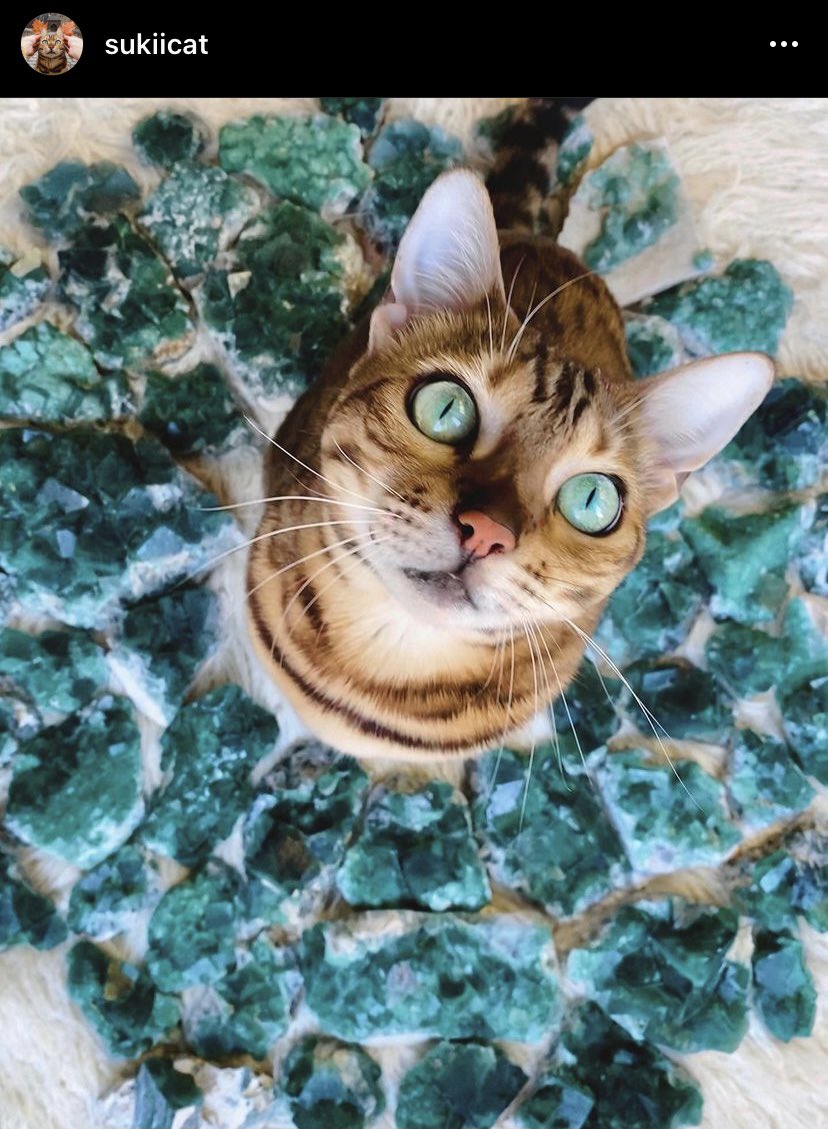 lmml_11's tweet photo. #Caturday 😻😼😻

#Cats #LoveCats #CatsLove #Sukiicat #Creditstotheartist #Fallisover #CatoftheDay #CatsofTwittter #CatsOnTwitter https://t.co/SeD4boi3ZX