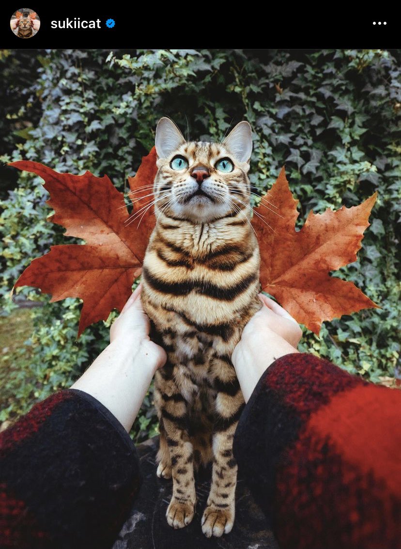 lmml_11's tweet photo. #Caturday 😻😼😻

#Cats #LoveCats #CatsLove #Sukiicat #Creditstotheartist #Fallisover #CatoftheDay #CatsofTwittter #CatsOnTwitter https://t.co/SeD4boi3ZX