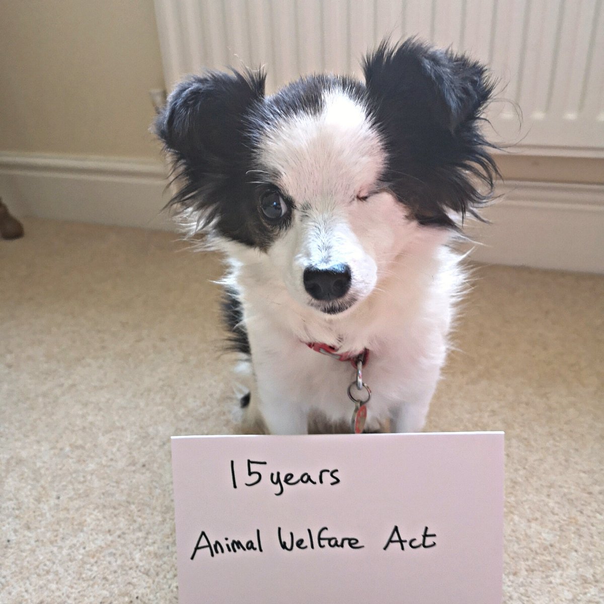 PDSA_HQ's tweet photo. This month, the #AnimalWelfareAct turned 15. 🐾 The 2006 Act protects #animals by recognising animal cruelty offences and placing a legal duty of care on owners to provide for their animals’ welfare needs. Find out more about the five welfare needs here: https://t.co/Jg9ihr9G5e https://t.co/5eO5GYcDVk