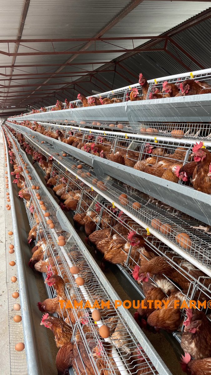 tamaampoultry's tweet photo. Bird Health: When it comes to raising chicken, Health is always a TOP PRIORITY. After all, healthy chicken are more productive and more profitable in the long run. #TamaamPoultry #YourSourceOfProtein Week 2 #NCD+#IBLive π https://t.co/u4aX95hugx