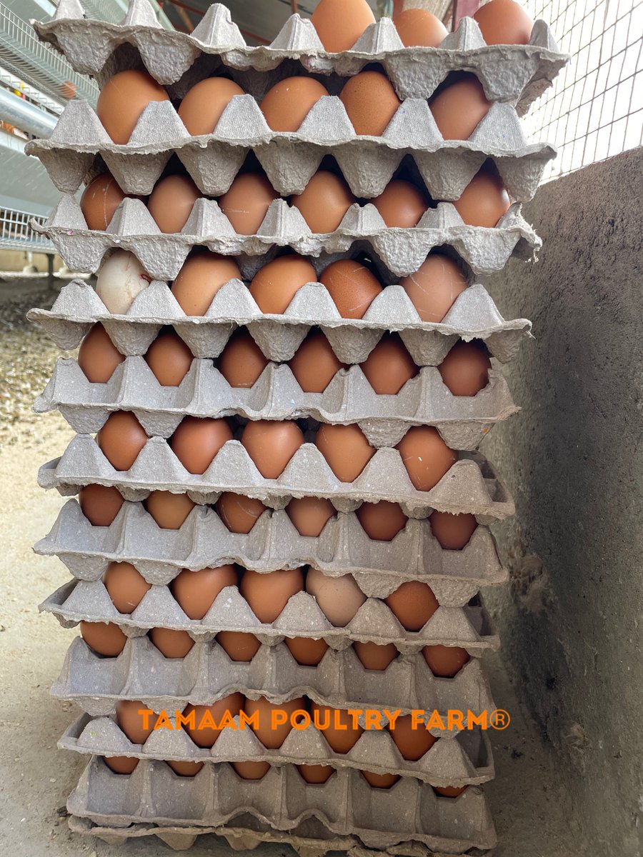 tamaampoultry's tweet photo. Bird Health: When it comes to raising chicken, Health is always a TOP PRIORITY. After all, healthy chicken are more productive and more profitable in the long run. #TamaamPoultry #YourSourceOfProtein Week 2 #NCD+#IBLive π https://t.co/u4aX95hugx