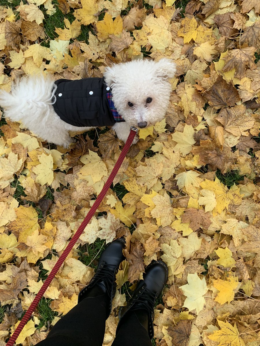 dokhtarzemston's tweet photo. Milo&amp;Me #AutumnFalls #walkis https://t.co/YPJS0wgEzh